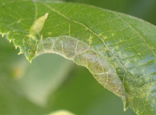Dasineura tiliae